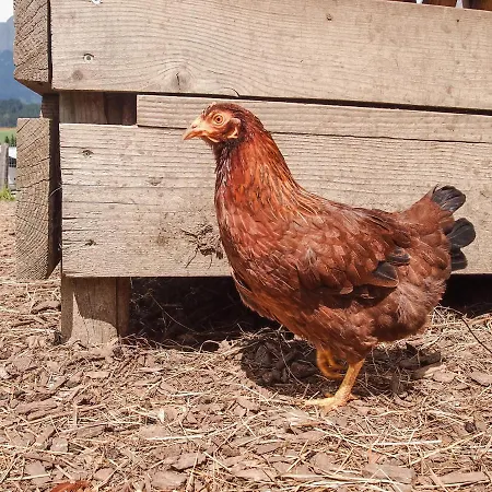 Biobauernhof Stegerbauer