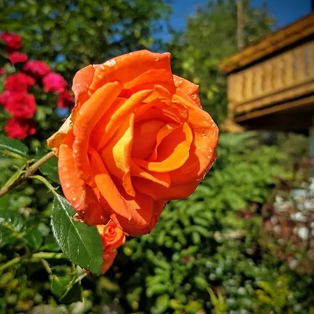 Daire Biobauernhof Stegerbauer