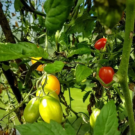 Biobauernhof Stegerbauer Maria Alm am Steinernen Meer