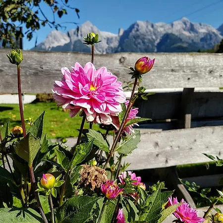 Daire Biobauernhof Stegerbauer