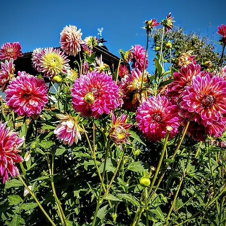 Biobauernhof Stegerbauer Daire Maria Alm am Steinernen Meer