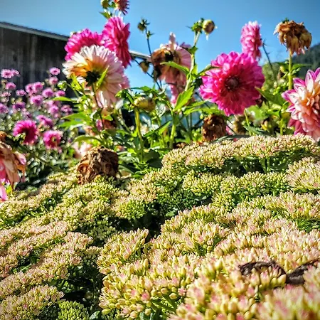 Daire Biobauernhof Stegerbauer *