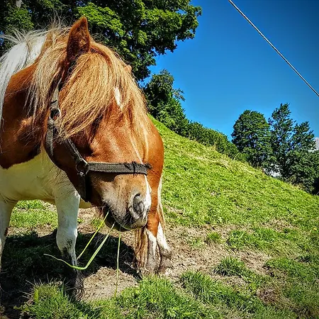 Biobauernhof Stegerbauer Daire *