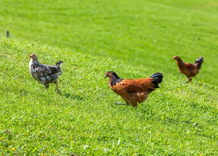 Biobauernhof Stegerbauer Appartamento *