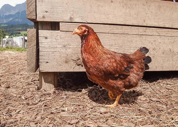 Biobauernhof Stegerbauer