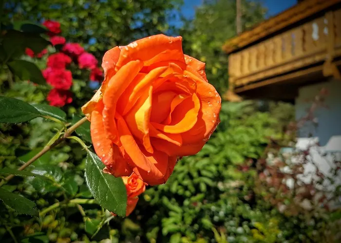 Appartamento Biobauernhof Stegerbauer