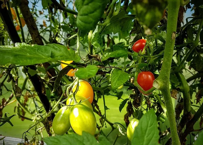 Biobauernhof Stegerbauer Maria Alm am Steinernen Meer