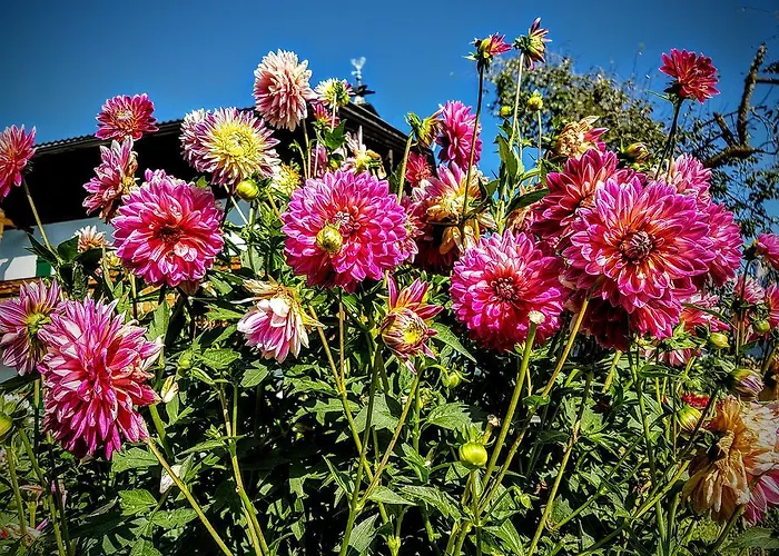 Biobauernhof Stegerbauer Appartamento Maria Alm am Steinernen Meer
